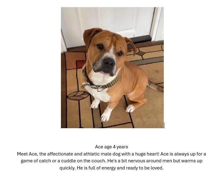 Adoptable Dogs!